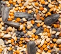 Background of birdseed. close Royalty Free Stock Photo