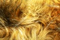 Background black-brown fur. Animal fox fur texture Royalty Free Stock Photo