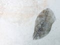 Background of the black leaf is dry, leaving only the fibers on light-colored plaster surface.