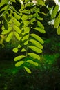 Backlit black locust leafs - Robinia Royalty Free Stock Photo