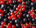 Background of black and red currants. Fresh berries closeup. Top view. Background of fresh berries. Various fresh summer fruits.