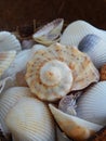 Background from the Black Sea seashells with coconut.