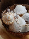 Background from the Black Sea seashells collected from the Black Sea