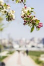 Background blooming apple trees and the seaside promenade in KadÃÂ±kÃÂ¶y Royalty Free Stock Photo