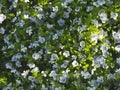 Background of blooming blue flowers