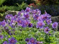 Background of blooming blue purple garden geranium with bees and bumblebees Royalty Free Stock Photo