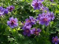 Background of blooming blue purple garden geranium with bees and bumblebees Royalty Free Stock Photo