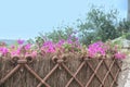 Background blooming bougainvillea and fence heraldic lily, royal bourbon lily