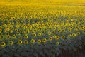 Background of a blooming field of sunflower in yellow-green tones Royalty Free Stock Photo