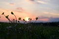 Background of the blooming flowers in the grass at Adriatic seaside in sunset, sunrise light close up. Natural summer background Royalty Free Stock Photo