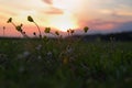 Background of the blooming flowers in the grass at Adriatic seaside in sunset, sunrise light close up. Natural summer background Royalty Free Stock Photo