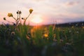 Background of the blooming flowers in the grass at Adriatic seaside in sunset, sunrise light close up. Natural summer background Royalty Free Stock Photo