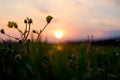 Background of the blooming flowers in the grass at Adriatic seaside in sunset, sunrise light close up. Natural summer background Royalty Free Stock Photo