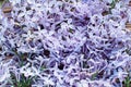 Background of blooming flowers of lilac