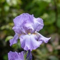 Background blooming flowers violet lilac iris grow in a flowerbed