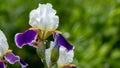 Background blooming flowers violet lilac iris grow in a flowerbed