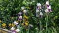 Background blooming flowers violet lilac iris grow in a flowerbed