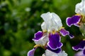 Background blooming flowers violet lilac iris grow in a flowerbed