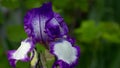 Background blooming flowers violet lilac iris grow in a flowerbed