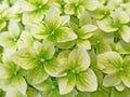 Background from blooming hydrangea close-up.