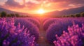 background of blooming lavender field at sunset