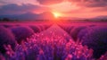 background of blooming lavender field at sunset