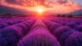 background of blooming lavender field at sunset