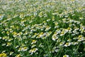 Background of a blooming meadow of pharmacy chamomile Royalty Free Stock Photo