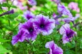 Background of blooming petunia surfinia