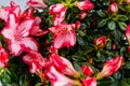 Background of blooming pink azalea flowers Royalty Free Stock Photo