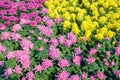 Pink and yellow chrysanthemum flowers Royalty Free Stock Photo