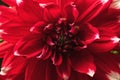 Background from blooming red dahlia, macro Royalty Free Stock Photo