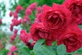 Red tea rose after rain Royalty Free Stock Photo