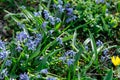 Background of blooming spring flowers Scilla