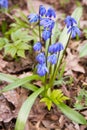 Scilla flowers on forest ground.