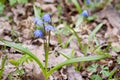 Scilla flowers on forest ground.