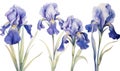 Background blooming summer blossom plant botanical flowers flora floral iris watercolor spring nature purple Royalty Free Stock Photo