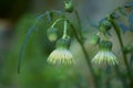 Background with blooming thistle, Cirsium erisithales