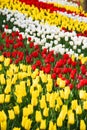 Background of blooming tulips. Carpet of tulips. Flower bed of tulips. Field of tulips. Royalty Free Stock Photo