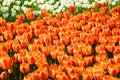 Background of blooming tulips. Carpet of tulips. Flower bed of tulips. Field of tulips. Royalty Free Stock Photo