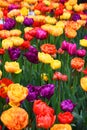 Background of blooming tulips. Carpet of tulips. Flower bed of tulips. Field of tulips. Royalty Free Stock Photo