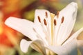 Background of blooming white lily closeup Royalty Free Stock Photo