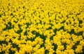 Background of blooming yellow Daffodils flower field. Spring flower concept. Selective focus Royalty Free Stock Photo