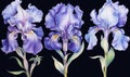 Background blossom iris purple floral plant flower nature Royalty Free Stock Photo