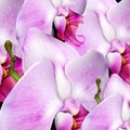 Background with blossom orchids