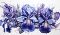 Background blossom watercolor iris nature flowers plant floral summer garden spring art Royalty Free Stock Photo