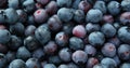 Background of blue blueberries