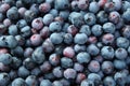 Background of blue blueberries