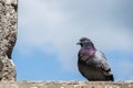 Background blue city wall pigeon landmark