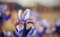 Background with blue flowers of an iris Royalty Free Stock Photo